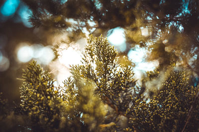 Low angle view of trees against sky