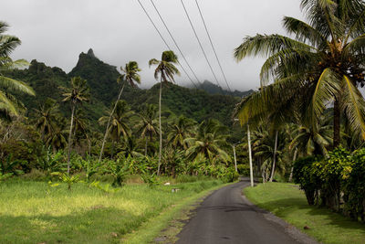 Road amidst plants and trees against sky