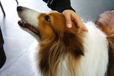 Close-up of person hand stroking dog