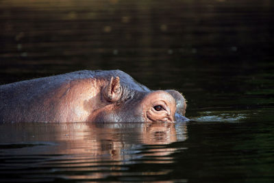 Close-up of turtle swimming in lake