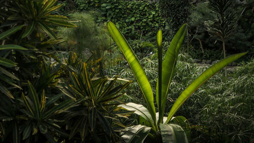 Close-up of fresh green plants on field