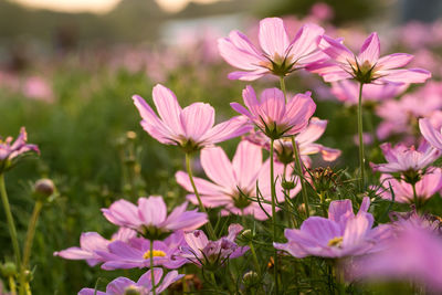 Close-up of pink flowering plants on field