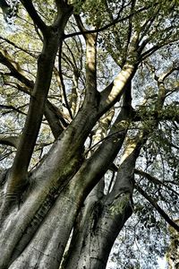 Low angle view of trees