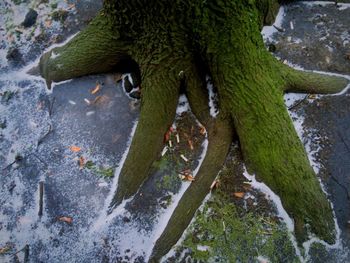 Close-up of plant