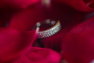 Close-up of red rose flower