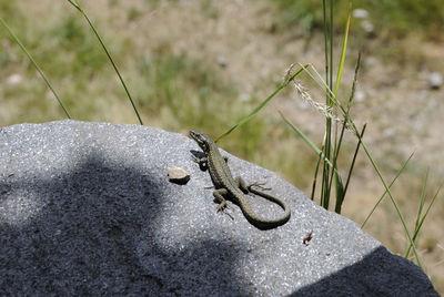 High angle view of lizard on rock at field