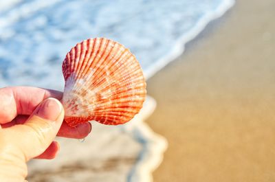 Cropped hand of woman holding seashell at beach