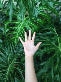 Close-up of hand touching plant