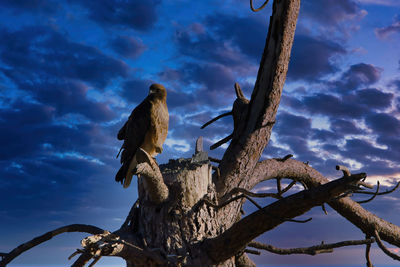 Low angle view of eagle perching on tree against sky