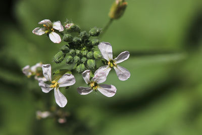 Closeup of delicate radish flowers in bloom