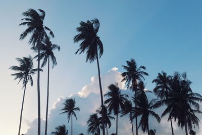 Low angle view of palm trees against clear sky