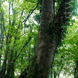 Low angle view of trees in forest