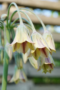 Close-up of white flowering plant