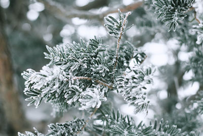 Close-up of pine branches all needles in frost after severe frost, background winter forest