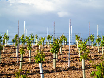 Plants growing in vineyard against sky