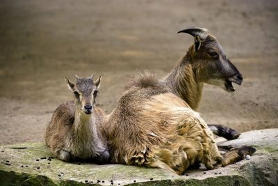 Sheep resting in a field