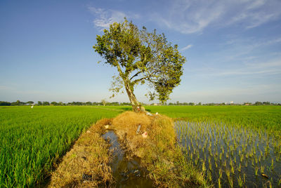 Scenic view of agricultural field against sky