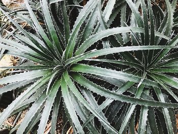 Full frame shot of plant