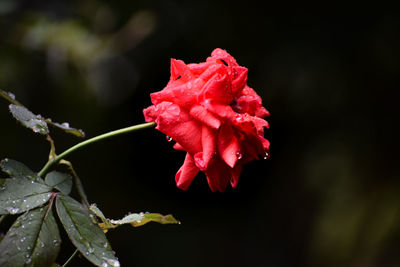 Close-up of red rose