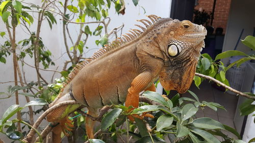 Close-up of lizard on tree