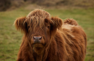 Portrait of cow standing on field