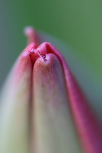 Close-up of pink rose flower