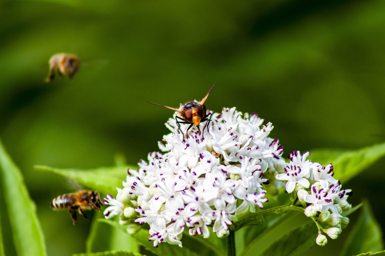 flower, flowering plant, invertebrate, insect, animals in the wild, animal, animal themes, plant, one animal, beauty in nature, animal wildlife, freshness, fragility, bee, close-up, flower head, petal, vulnerability, growth, focus on foreground, no people, pollination, pollen