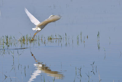 Birds in water against sky
