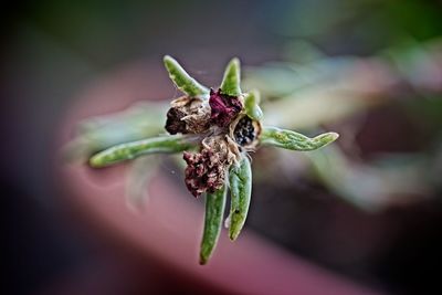 Close-up of wilted flower on plant