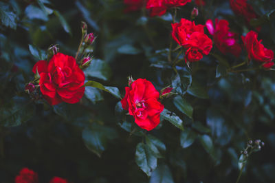 Red hibiscus blooming outdoors