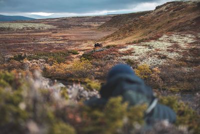 Rear view of man looking at musk ox on landscape