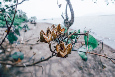 Close-up of dry plant by sea during winter