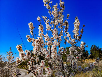 Low angle view of cherry blossoms against blue sky