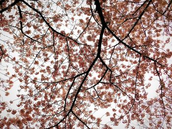 Low angle view of trees against sky