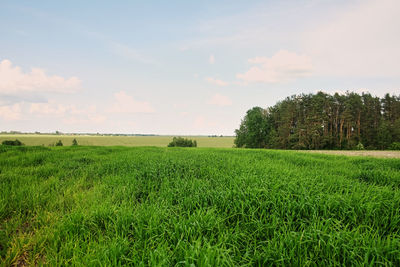 Scenic view of field against sky
