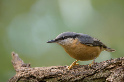 Close-up of bird perching on branch