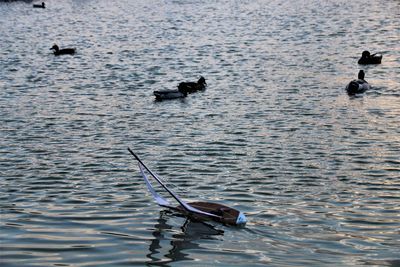 High angle view of ducks swimming on lake