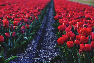 Red tulip fields in sunset light in lisse