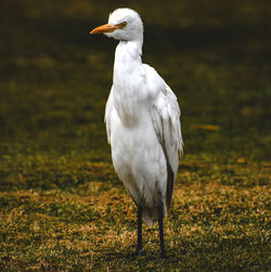 Close-up of white bird perching on a field