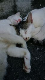 High angle view of cat sleeping