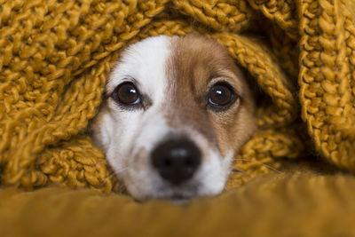 Close-up portrait of dog wrapped in blanket