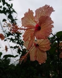 Close-up of red hibiscus flower