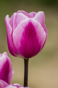 Close-up of pink tulip blooming outdoors