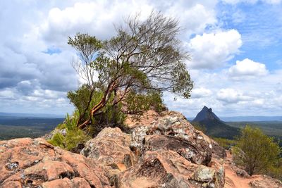 View of tree on mountain against sky