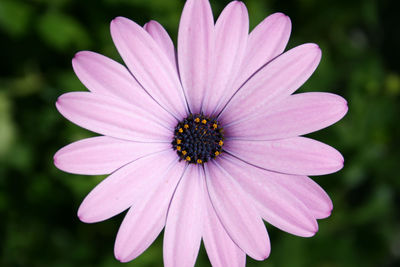 Close-up of pink flower