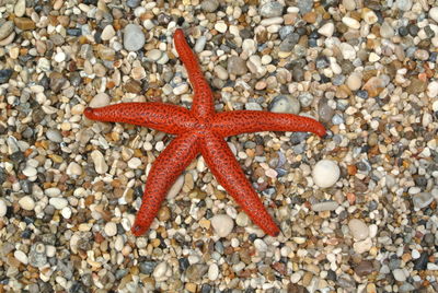 High angle view of lizard on pebbles at beach