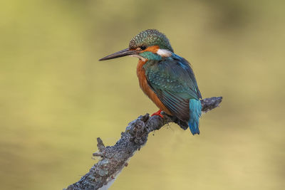 kingfisher