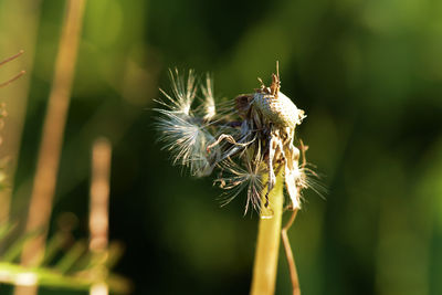 Close-up of dandelion flower against blurred background