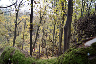 Trees in forest