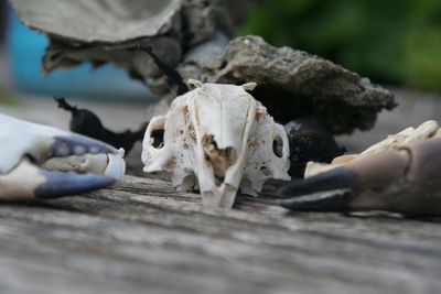 Animal bones on wood